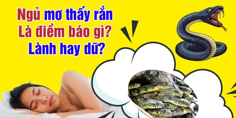 Giải mã giấc mơ thấy loài rắn theo từng trường hợp